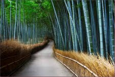 Scenery of Tokyo 
�饻�ʳ���������