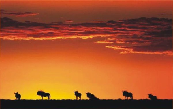 The Natural Life of Animal
�j �� �M �� �� �F  