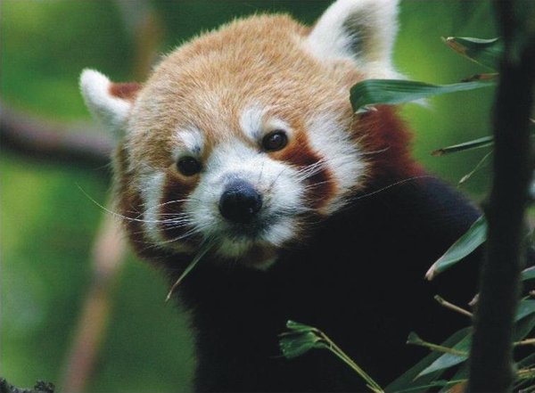 The Natural Life of Animal
�j �� �M �� �� �F  