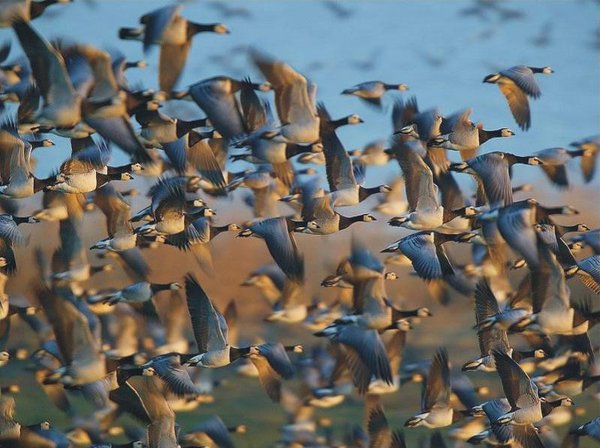 The Natural Life of Animal
�j �� �M �� �� �F  