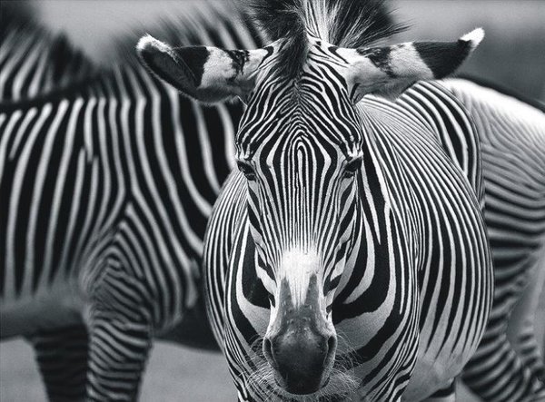 The Natural Life of Animals
�j �� �M �� �� �F  