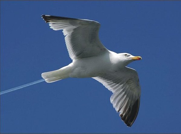 The Natural Life of Animal
�j �� �M �� �� �F  