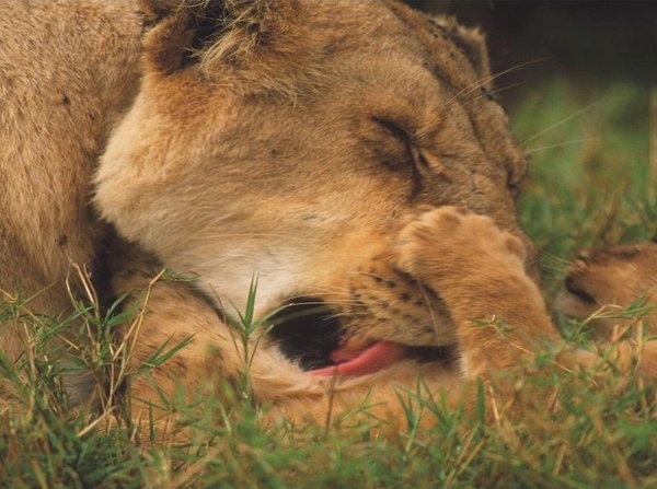 The Natural Life of Animal
�j �� �M �� �� �F  