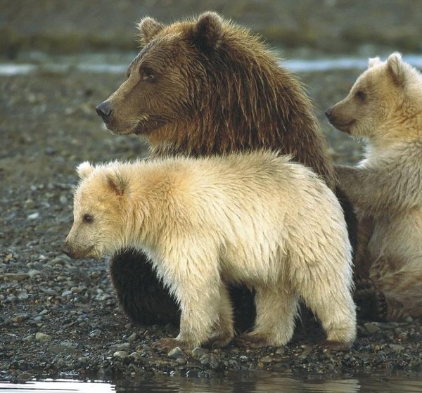The Natural Life of Animals
�j �� �M �� �� �F  
