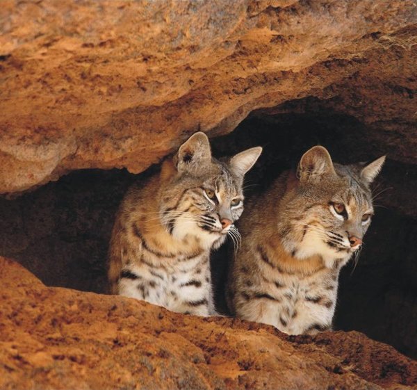 The Natural Life of Animal
�j �� �M �� �� �F  