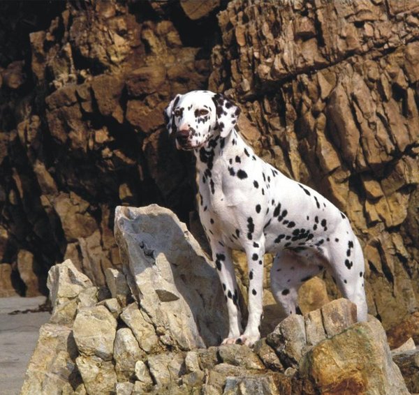 The Natural Life of Animal
�j �� �M �� �� �F  