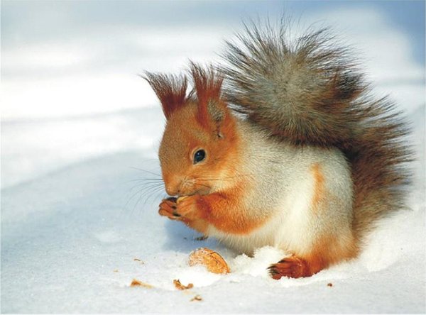 The Natural Life of Animal
�j �� �M �� �� �F  
