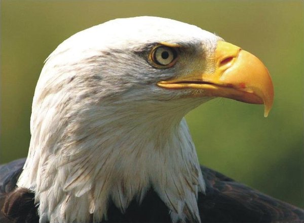 The Natural Life of Animal
�j �� �M �� �� �F  
