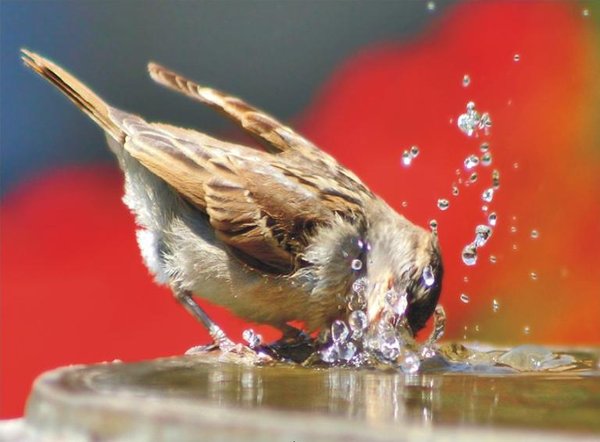 The Natural Life of Animal
�j �� �M �� �� �F  