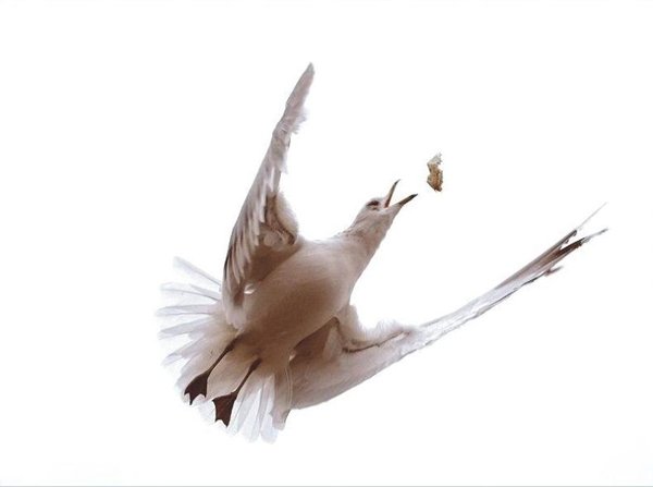 The Natural Life of Animals
�j �� �M �� �� �F  
