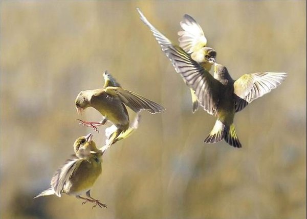 The Natural Life of Animals
�j �� �M �� �� �F  