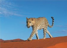 The Natural Life of Animal
�j �� �M �� �� �F 