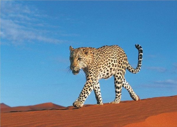 The Natural Life of Animals
�j �� �M �� �� �F  