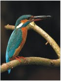 The Natural Life of Animal
�j �� �M �� �� �F 