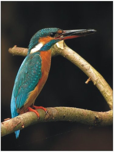 The Natural Life of Animals
�j �� �M �� �� �F  