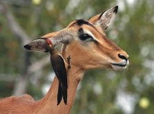 The Natural Life of Animal
�j �� �M �� �� �F 