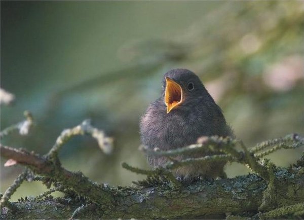 The Natural Life of Animals
�j �� �M �� �� �F  