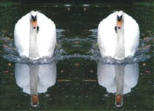 The Natural Life of Animal
�j �� �M �� �� �F 