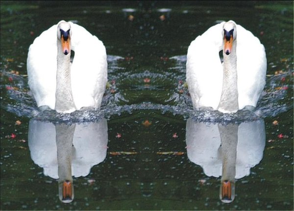 The Natural Life of Animals
�j �� �M �� �� �F  
