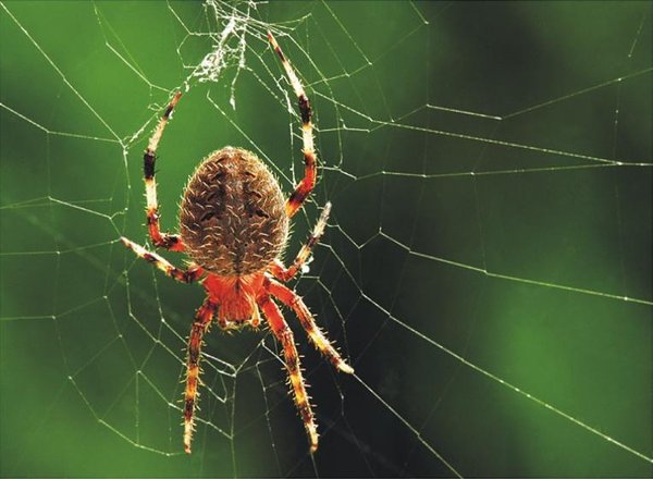 The Natural Life of Animals
�j �� �M �� �� �F  