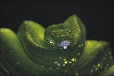 The Natural Life of Animal
�j �� �M �� �� �F 