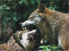 The Natural Life of Animal
�j �� �M �� �� �F 