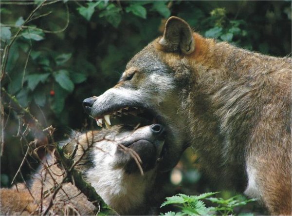 The Natural Life of Animals
�j �� �M �� �� �F  