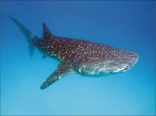 The Natural Life of Animal
�j �� �M �� �� �F 
