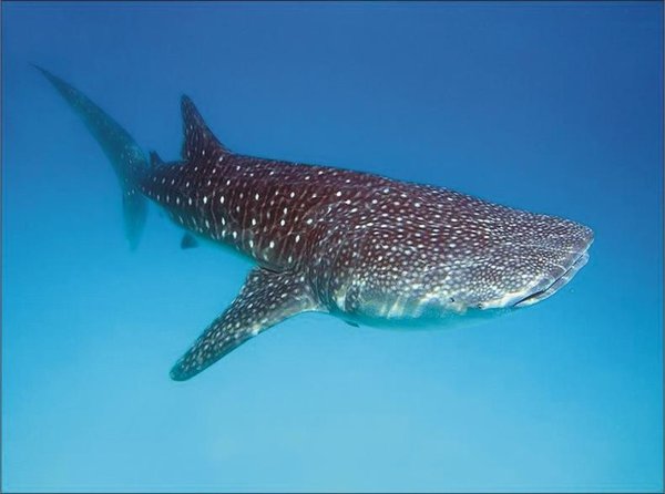 The Natural Life of Animals
�j �� �M �� �� �F  