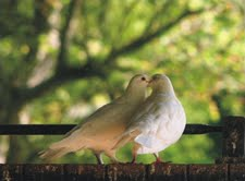 The Natural Life of Animal
�j �� �M �� �� �F 