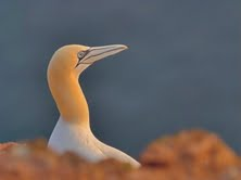 The Natural Life of Animal
�j �� �M �� �� �F 