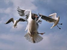The Natural Life of Animal
�j �� �M �� �� �F 