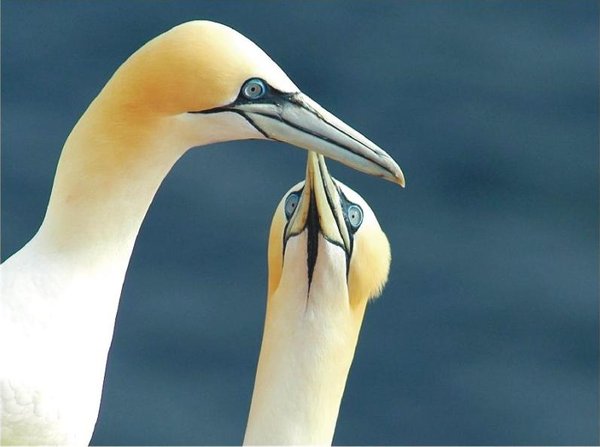 The Natural Life of AnimalS
�j �� �M �� �� �F  