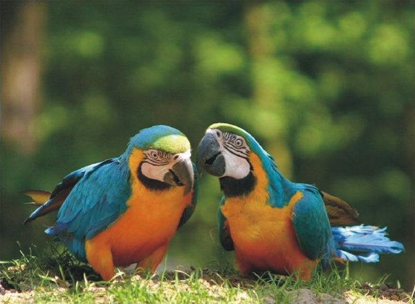 The Natural Life of AnimalS
�j �� �M �� �� �F  