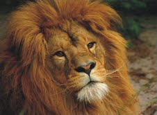 The Natural Life of Animal
�j �� �M �� �� �F 