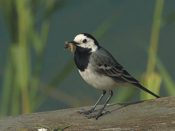 The Natural Life of AnimalS
�j �� �M �� �� �F  