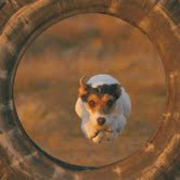 The Natural Life of Animal
�j �� �M �� �� �F 