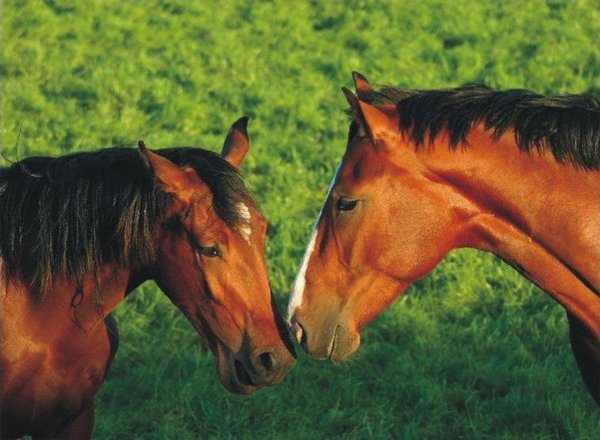 The Natural Life of AnimalS
�j �� �M �� �� �F  