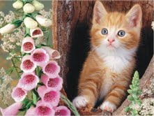 The Natural Life of Animal
�j �� �M �� �� �F 