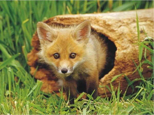 The Natural Life of Animals
�j �� �M �� �� �F  