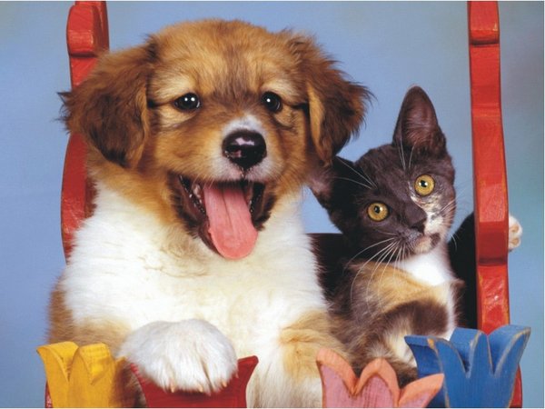 The Natural Life of Animals
�j �� �M �� �� �F  