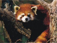 The Natural Life of Animal
�j �� �M �� �� �F 