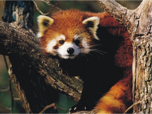 The Natural Life of Animals
�j �� �M �� �� �F  