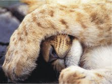 The Natural Life of Animal
�j �� �M �� �� �F 