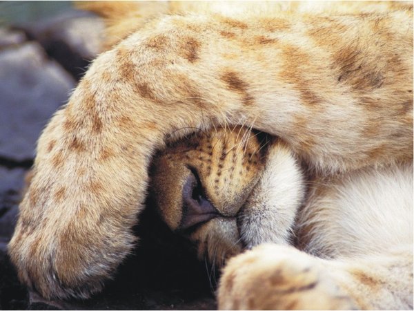The Natural Life of Animals
�j �� �M �� �� �F  