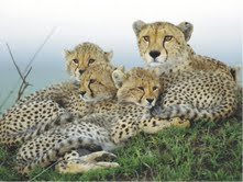 The Natural Life of Animal
�j �� �M �� �� �F 
