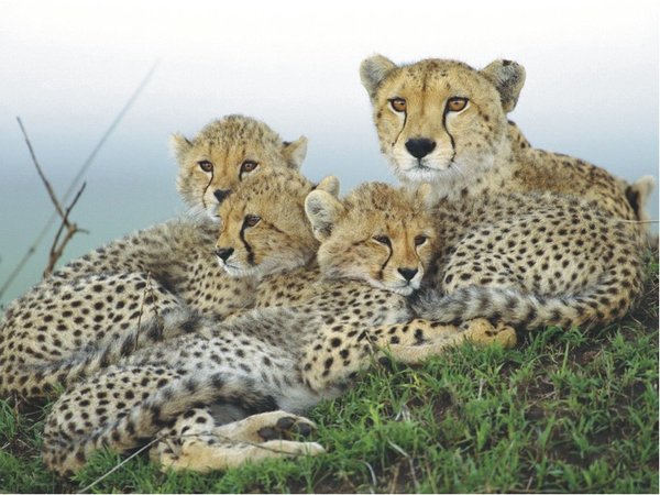 The Natural Life of Animals
�j �� �M �� �� �F  