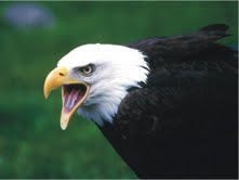 The Natural Life of Animal
�j �� �M �� �� �F 