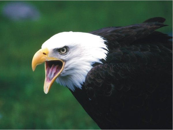 The Natural Life of Animals
�j �� �M �� �� �F  