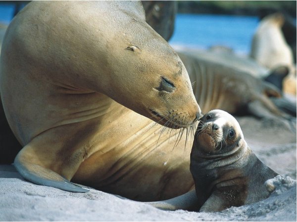 The Natural Life of Animals
�j �� �M �� �� �F  